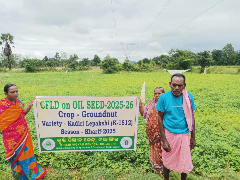 CFLD : OILSEED & PULSES